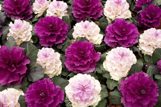 743661 (a): :2400x1600